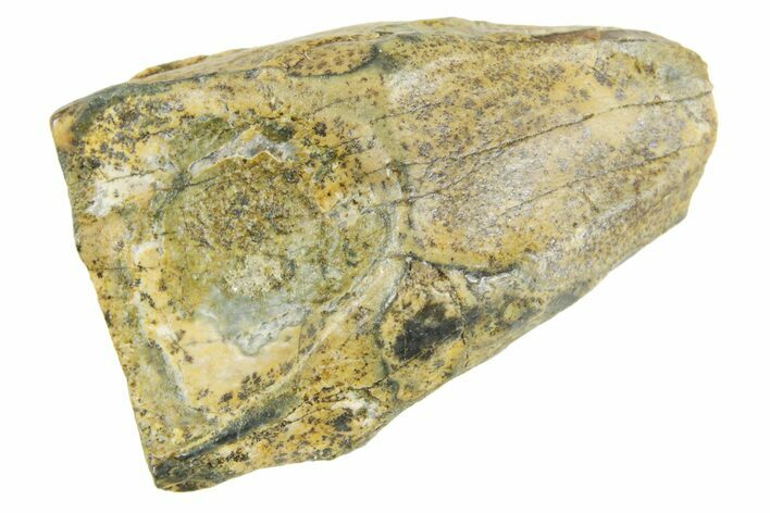 Fossil Triceratops Shed Tooth - Wyoming #364368